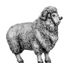 Merino flock (28mm)
